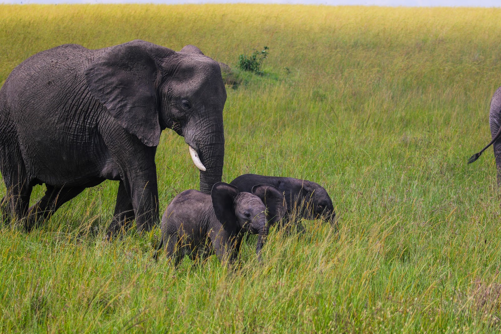 Elephant with young calves in green grass in Masai Mara