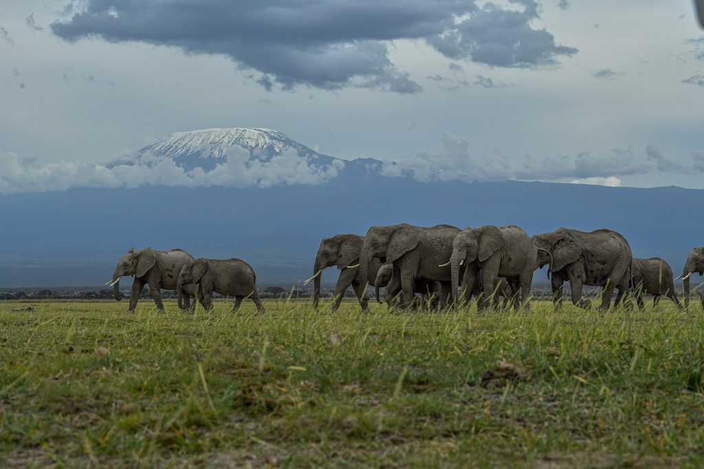 Elephant herd below Mount Kilimanjaro in Amboseli