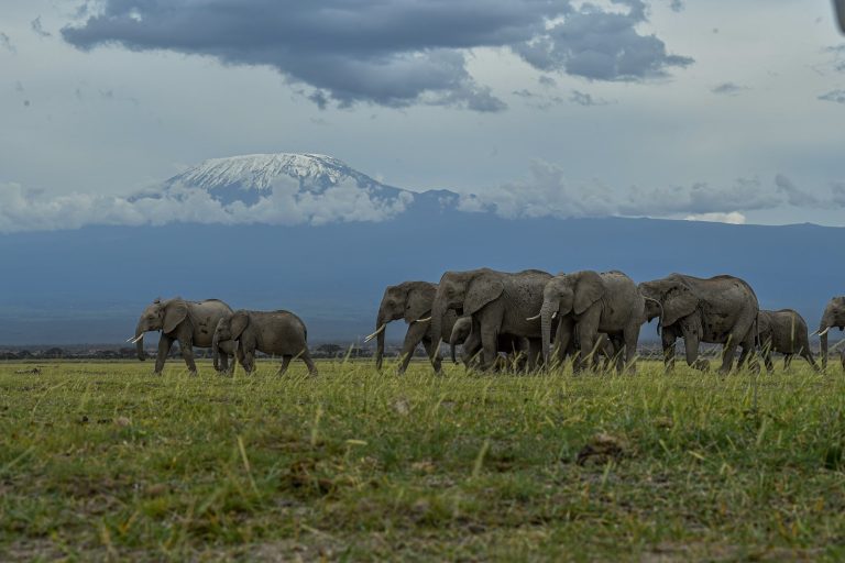 Elephant herd below Mount Kilimanjaro in Amboseli