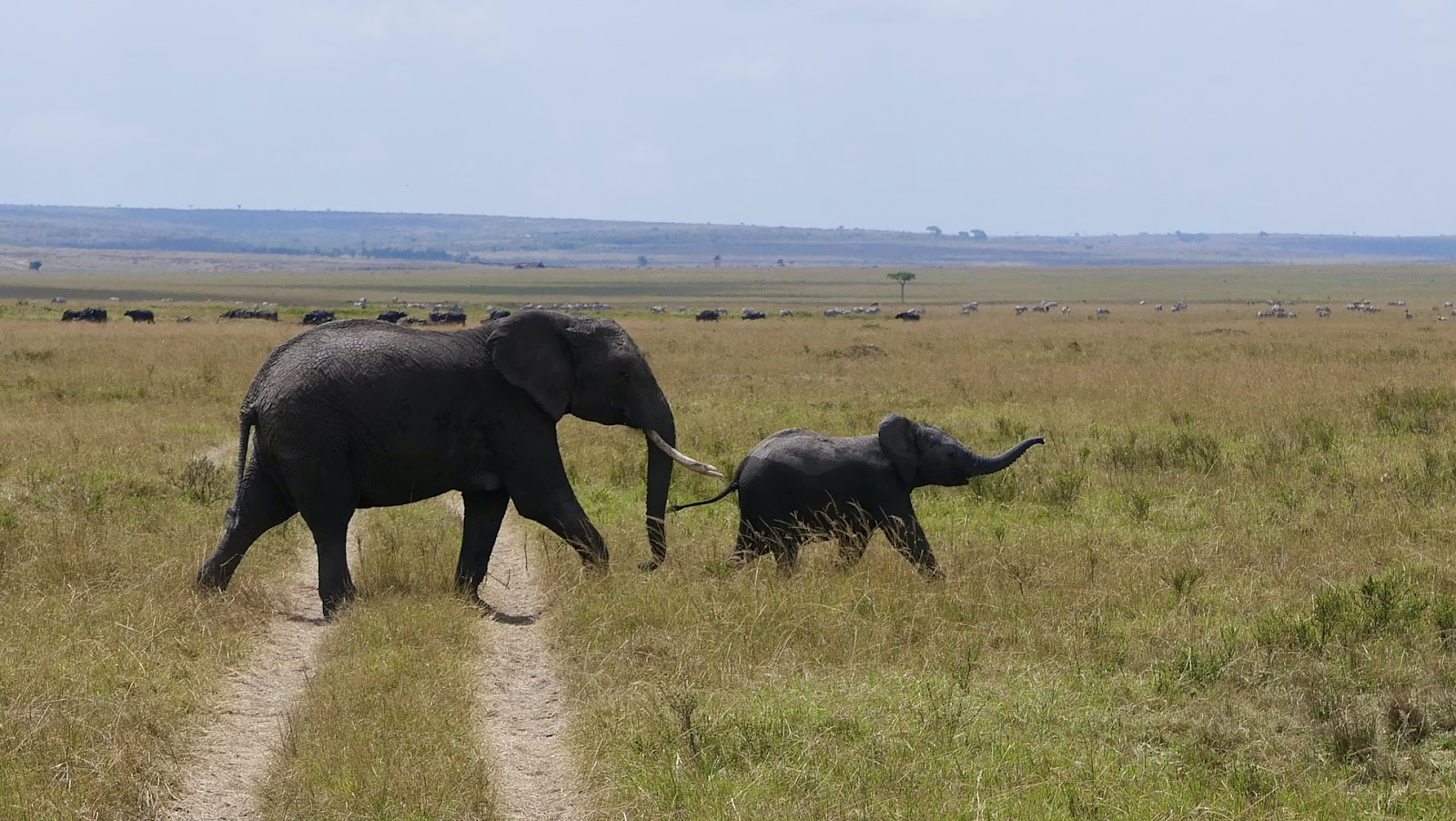 Elephant and calf on a dry-country track in Kenya