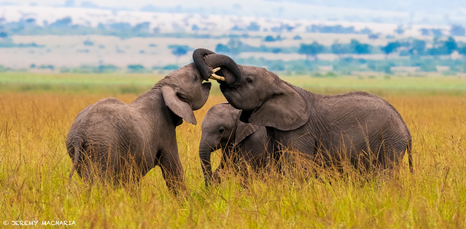 Two elephants sparring trunk to trunk on safari