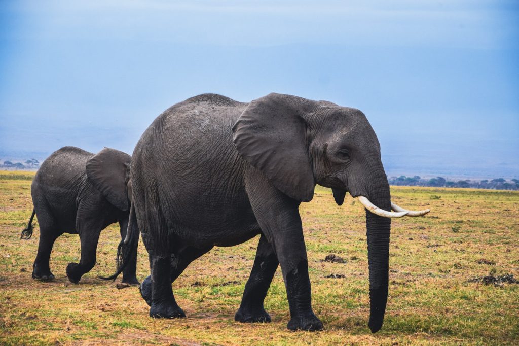 African elephants walking across open plains in Masai Mara
