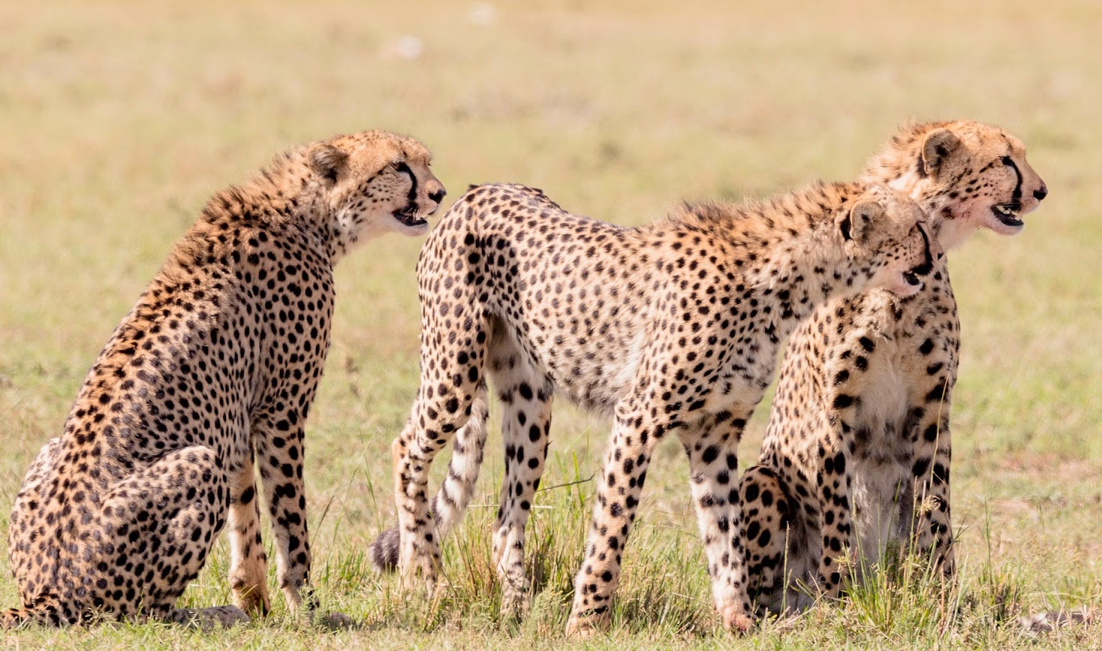 Five cheetahs together on a game drive in Masai Mara.