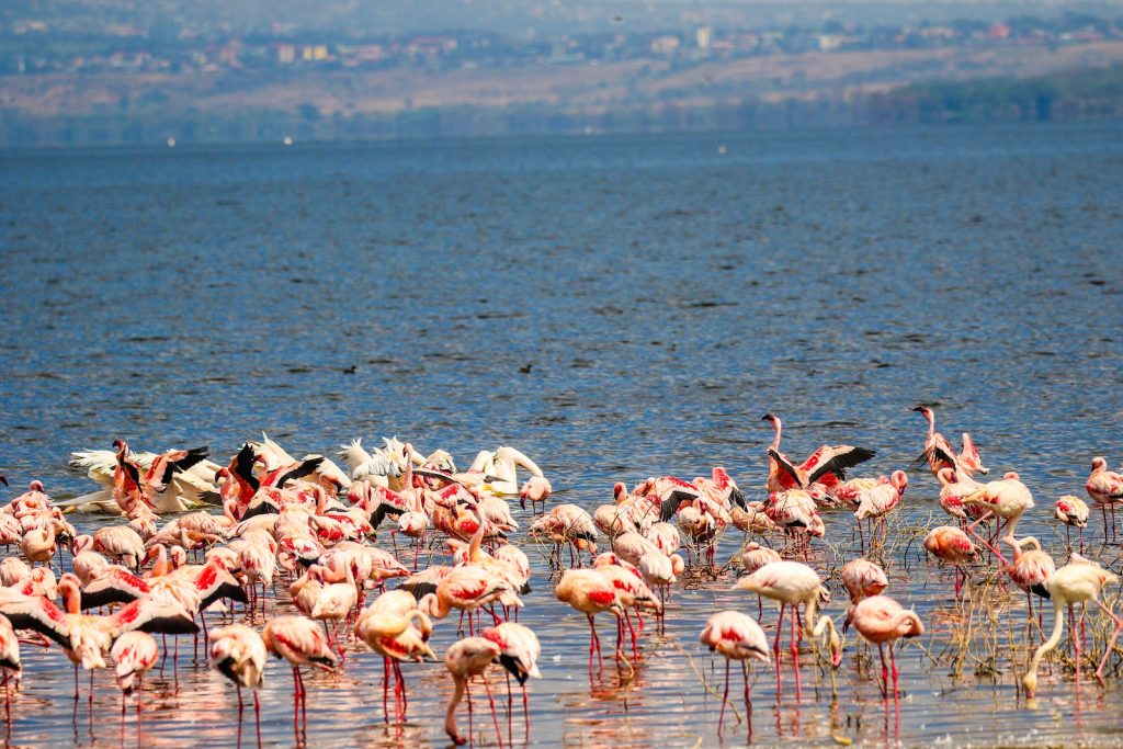 Flamingos wading on Lake Nakuru, Kenya