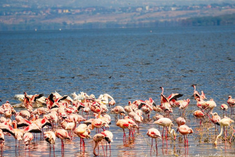 Flamingos wading on Lake Nakuru, Kenya