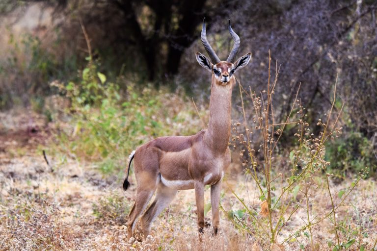 Male gerenuk antelope in Amboseli National Park