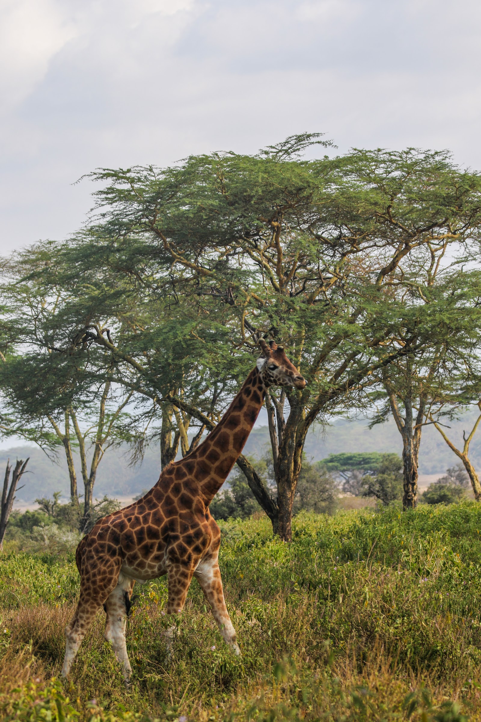 Giraffe feeding in acacia woodland in Kenya
