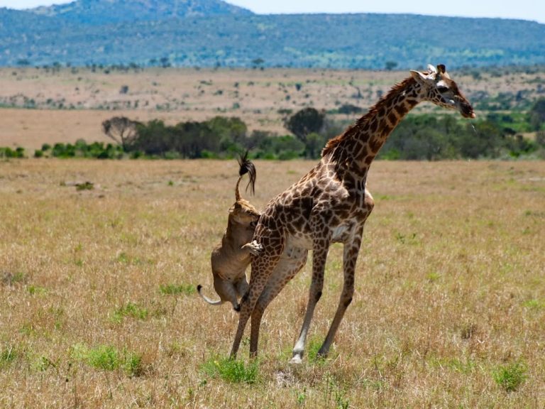 Giraffe defending itself against a hunting lion in Masai Mara