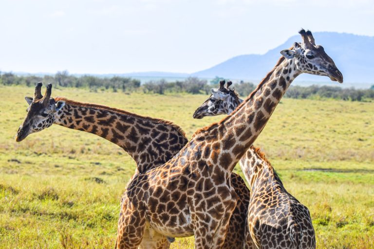 Two giraffes necking on the Kenyan savannah