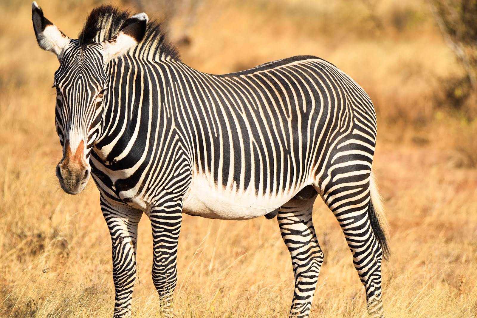 Portrait of a Grevy’s zebra with fine stripes in Samburu
