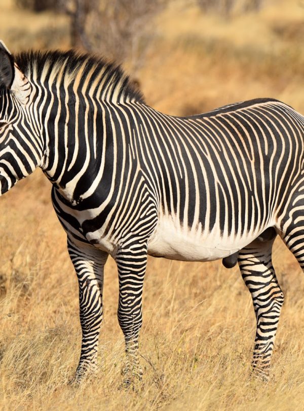 Endangered Grevy's zebra in Samburu National Reserve, northern Kenya
