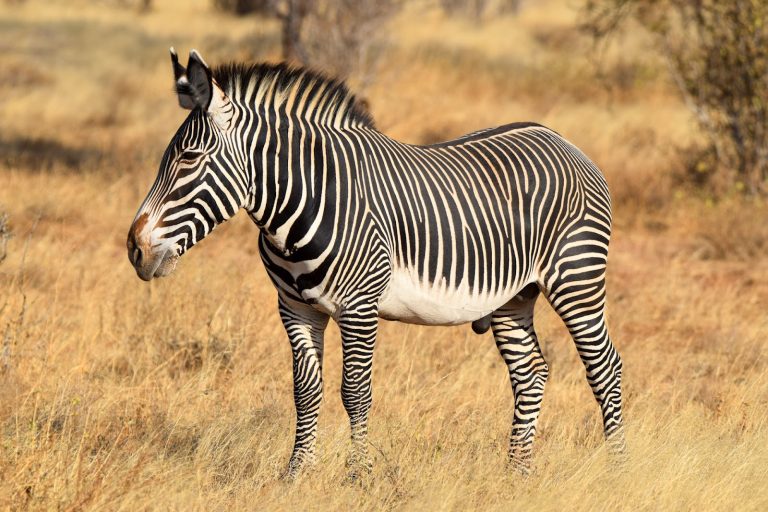 Endangered Grevy's zebra in Samburu, northern Kenya
