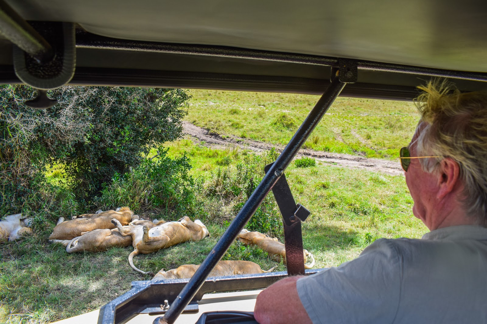 Safari guests viewing lions from a vehicle in the Masai Mara
