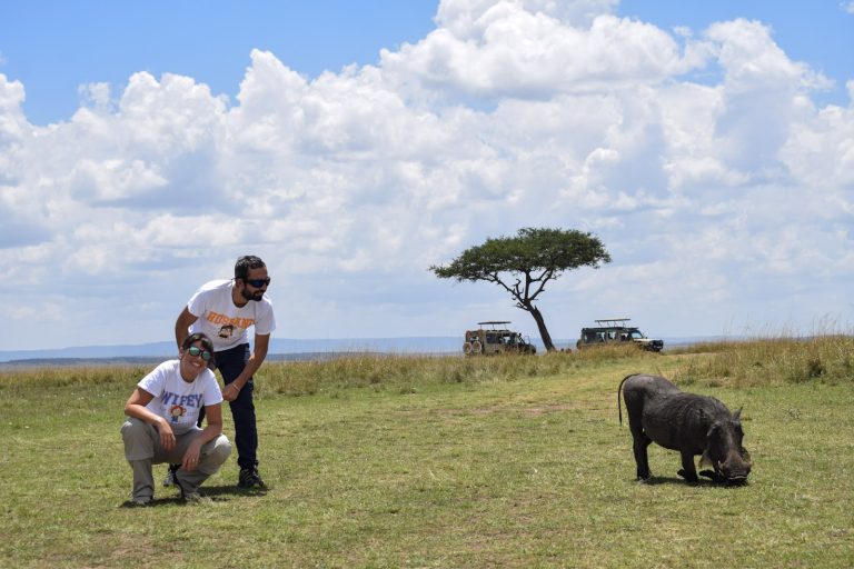 Safari guests watching warthogs graze under acacias in Masai Mara