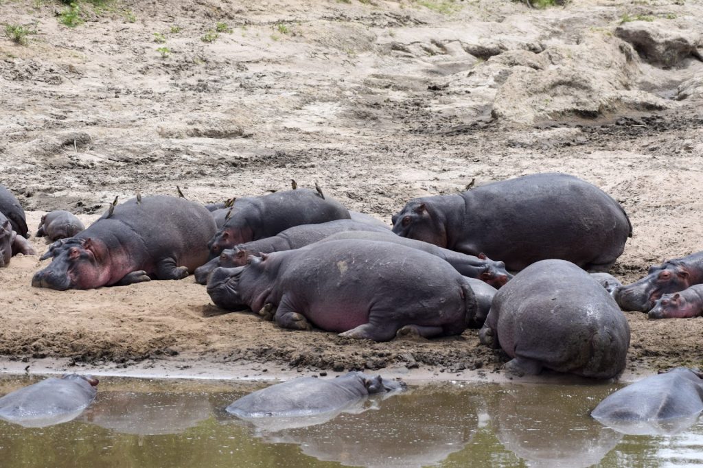Pod of hippos basking on a riverbank in Kenya