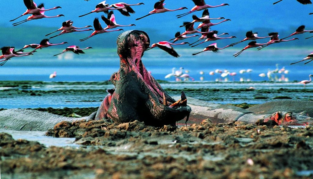 Hippo yawning as flamingos fly past at Lake Nakuru