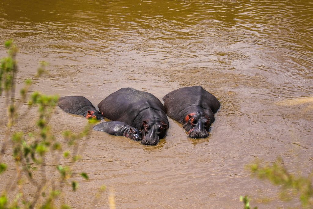 Hippos surfacing in the Mara River, Kenya