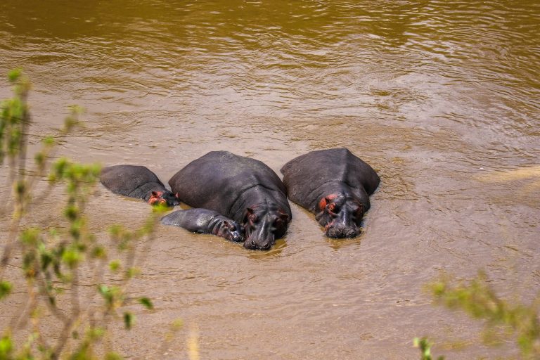 Hippos surfacing in the Mara River, Kenya