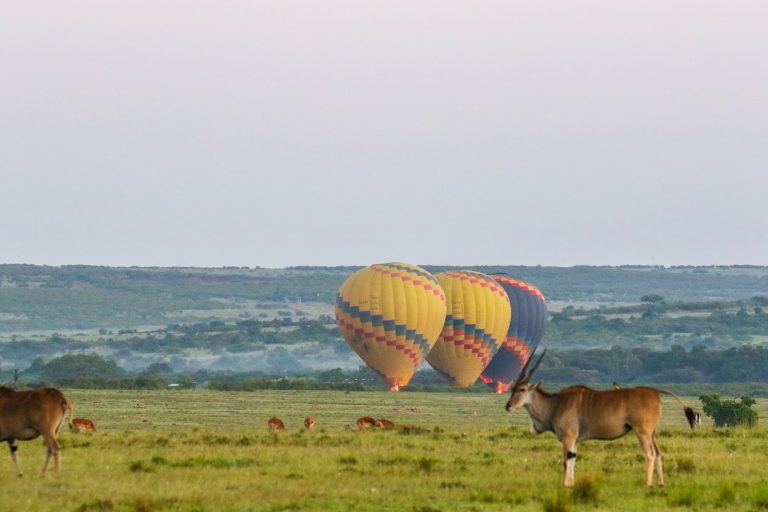 Hot air balloons landing on the plains of Masai Mara