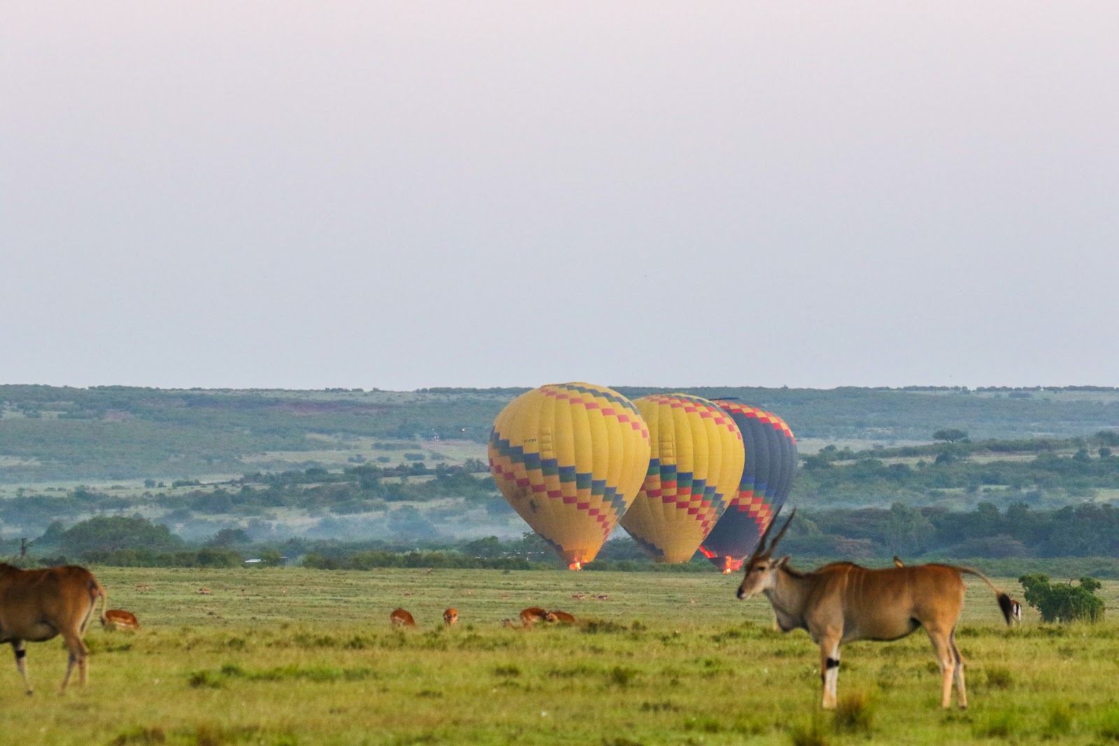 Hot air balloons over the Masai Mara at sunrise