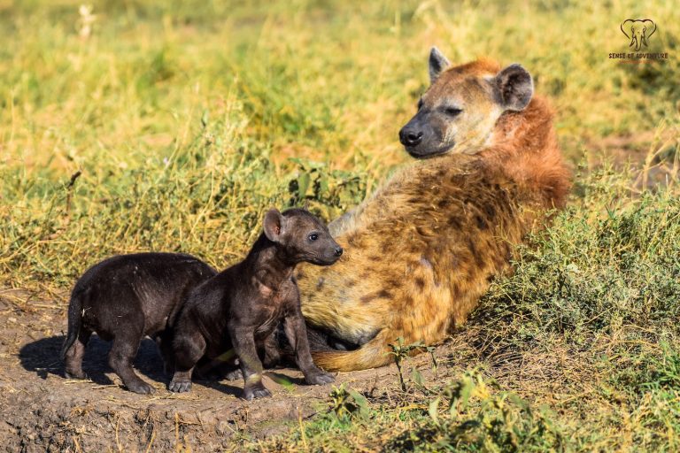 Hyena mother with her pup at the den in Masai Mara