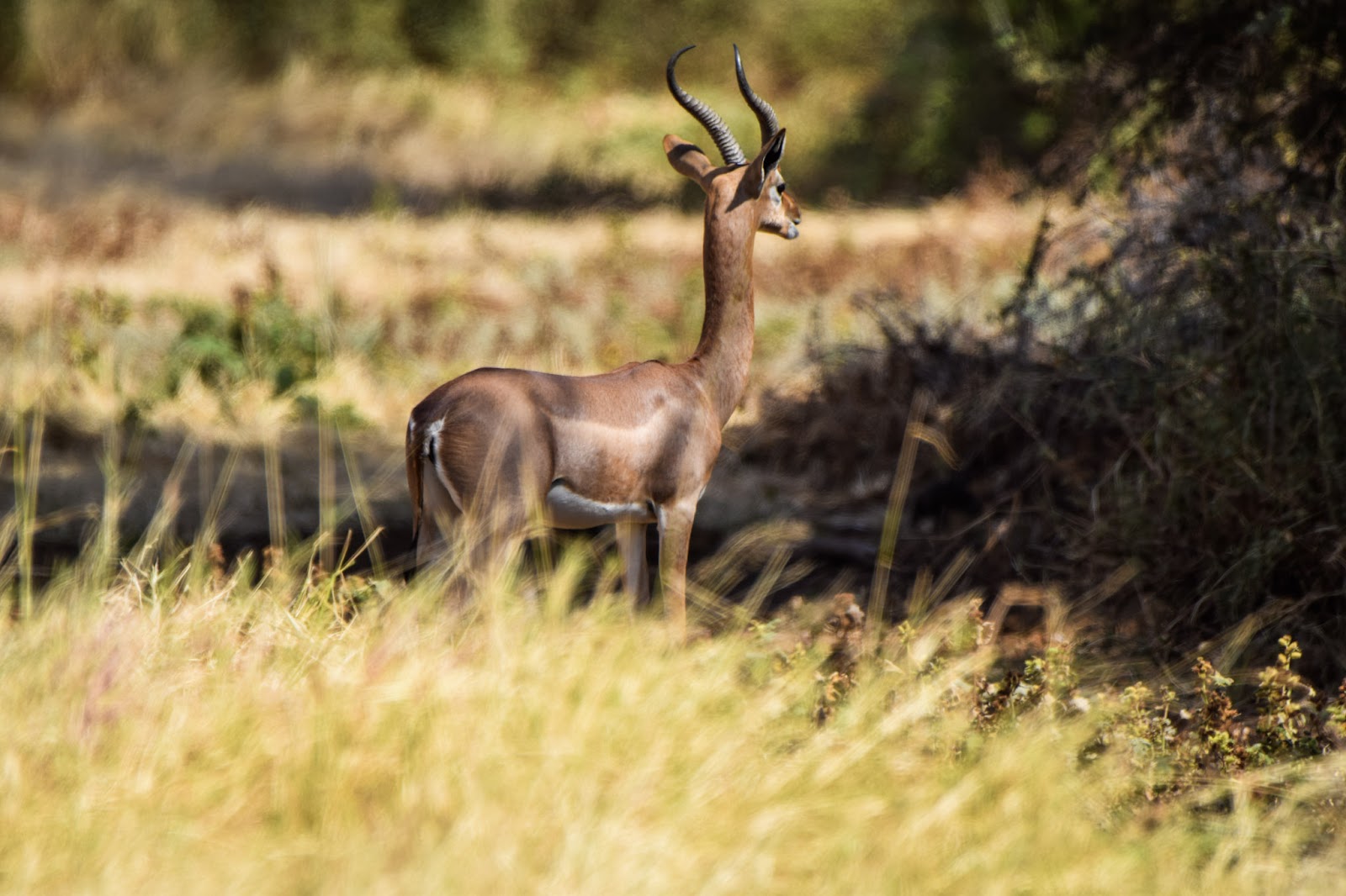 Impala antelope standing alert in dry bushland in Kenya