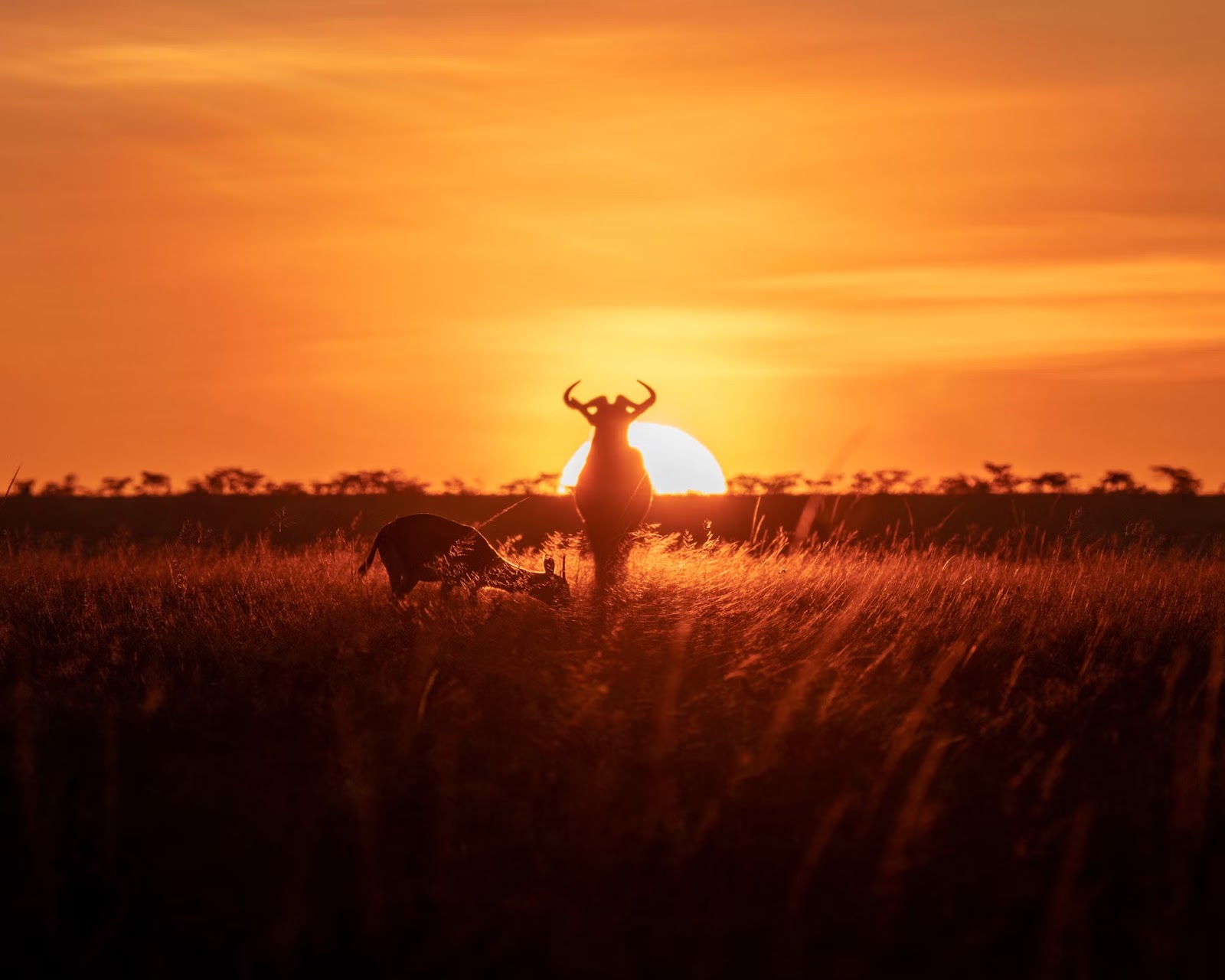 Hartebeest silhouetted at sunset in Kenya