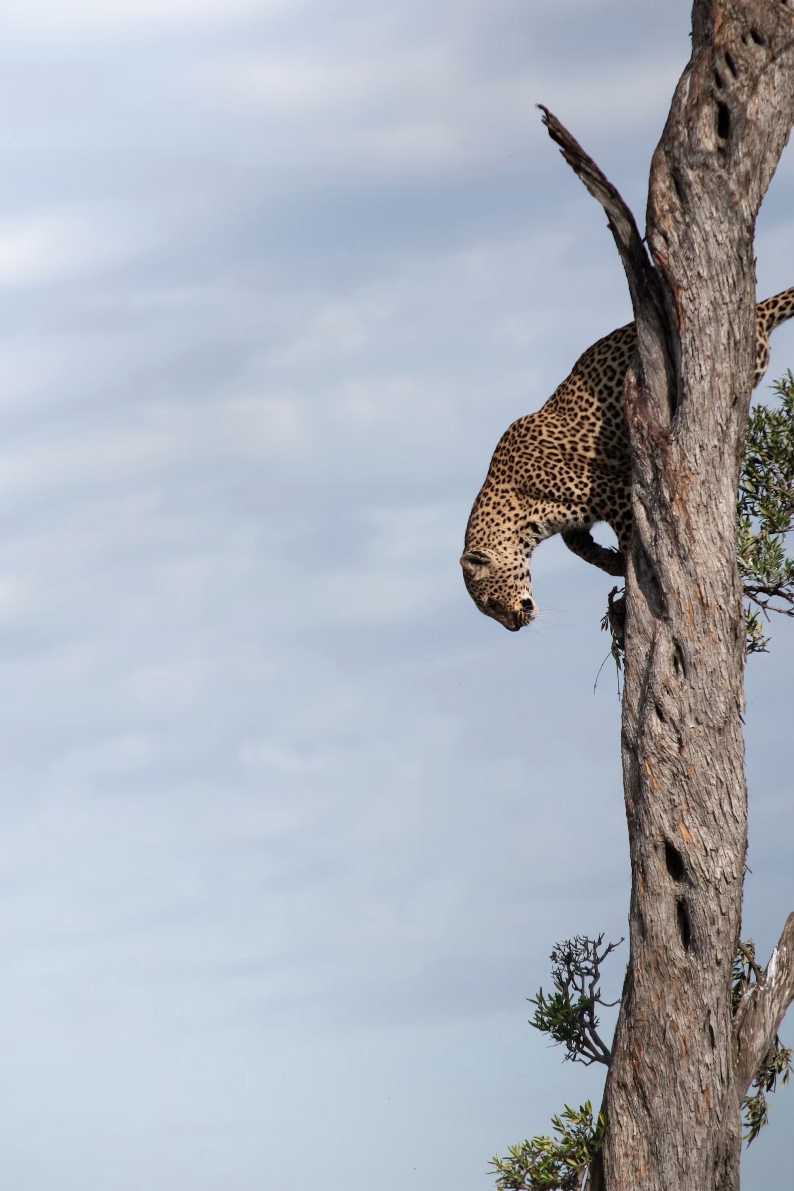 Leopard leaping down from a tall tree in Kenya