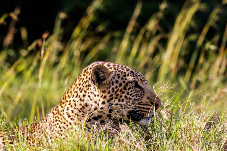 Leopard concealed in tall grass in Kenya
