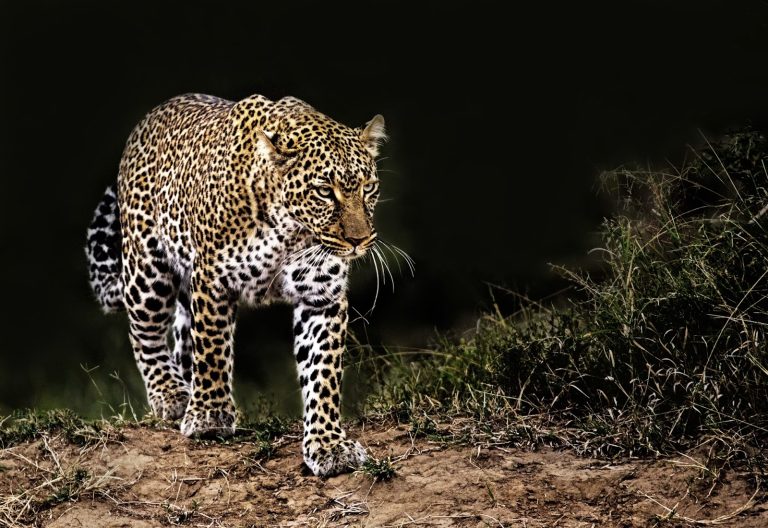 Leopard spotted on a night drive near Masai Mara