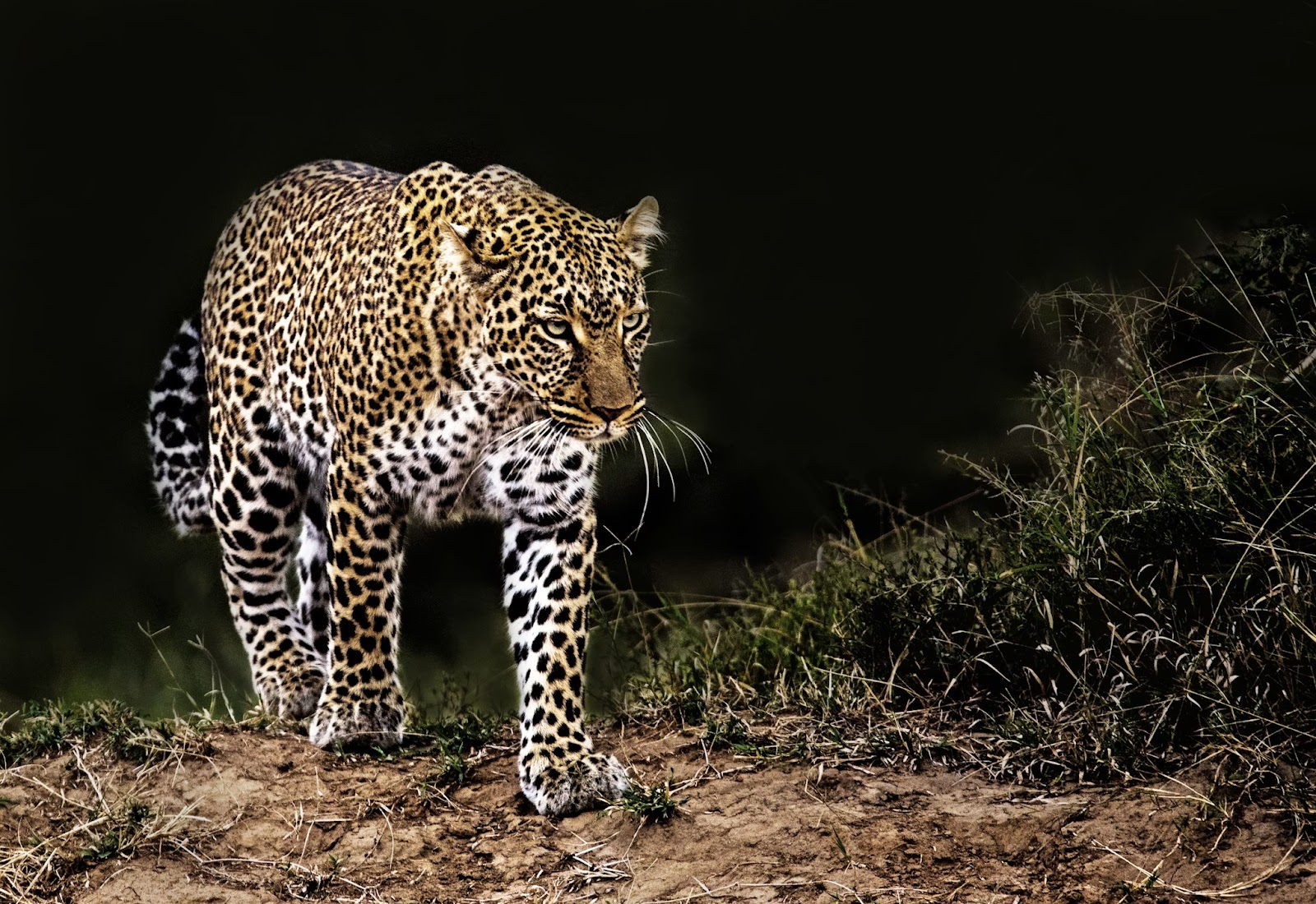 Leopard on a night sighting in the Masai Mara