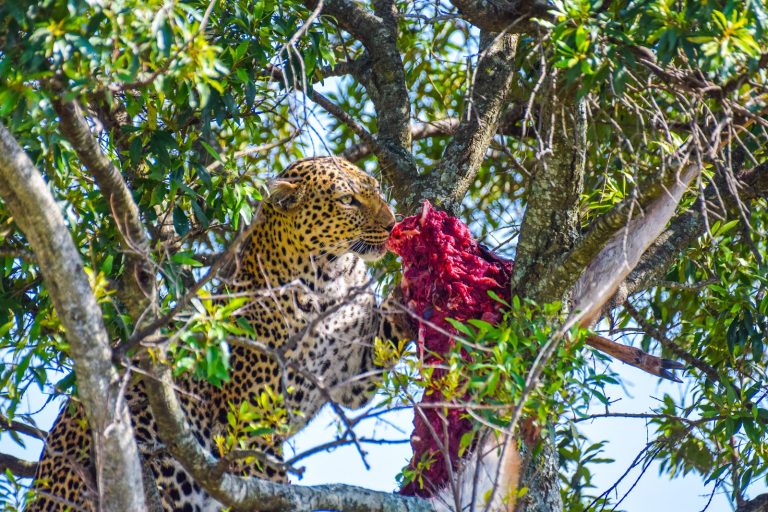 Leopard with its kill hoisted into a tree in Masai Mara