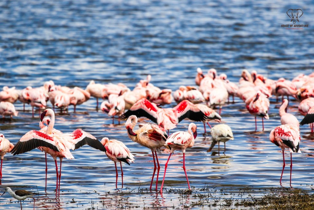 Lesser flamingos feeding in the shallows of Lake Nakuru