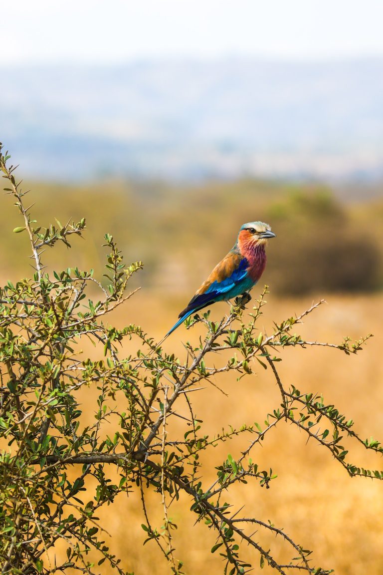 Lilac-breasted roller perched on a thorny branch in Kenya