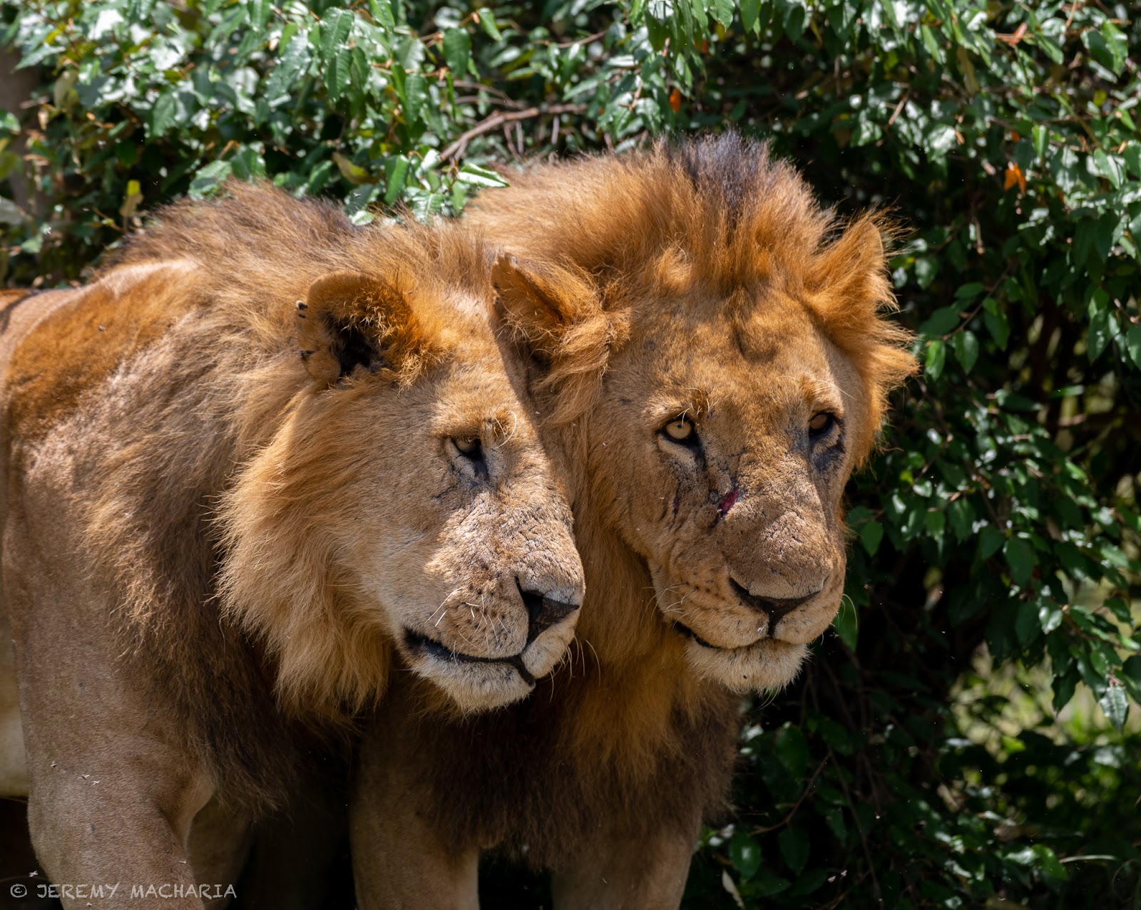 Coalition of two male lion brothers in Masai Mara