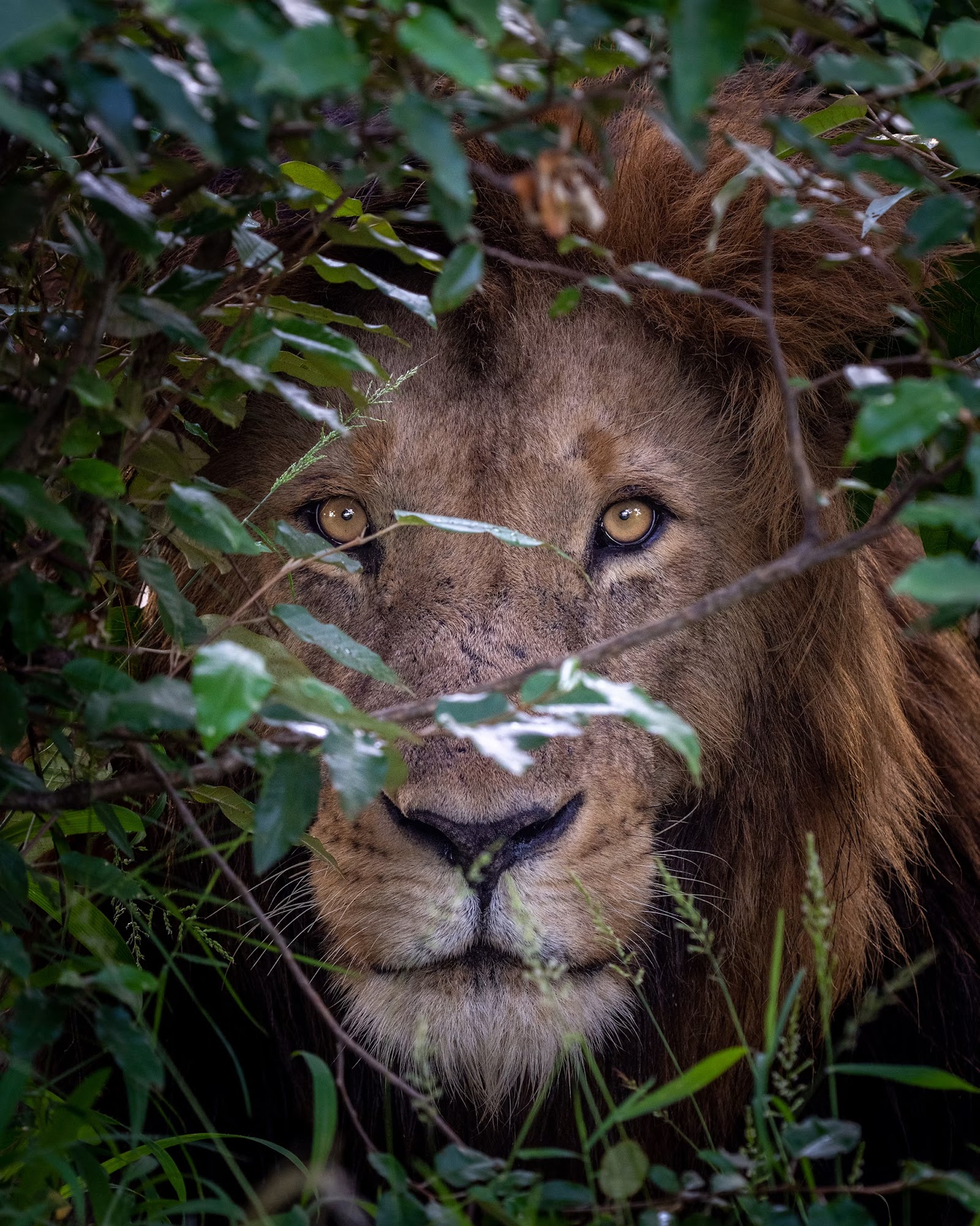 Male lion peering through leaves