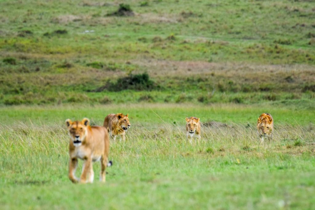 Lion pride walking toward the camera in Masai Mara