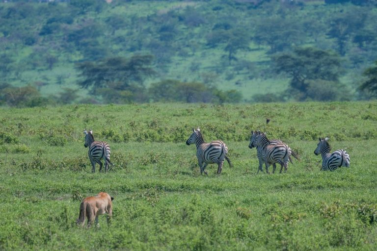 Lioness stalking zebras in Lake Nakuru National Park