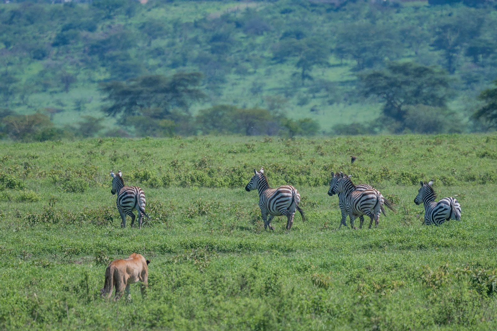 Lioness stalking zebras in Lake Nakuru National Park