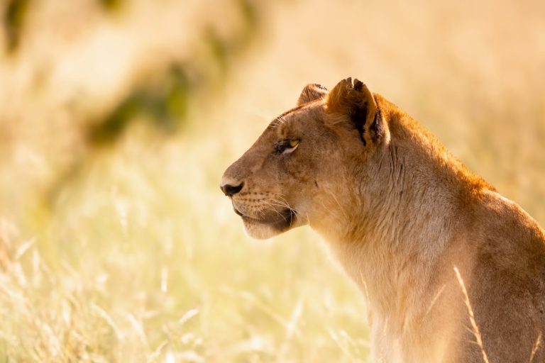 Lioness on the open savannah of Masai Mara
