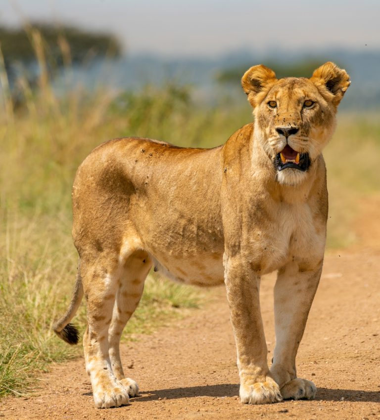 Lioness standing on a safari track in Masai Mara