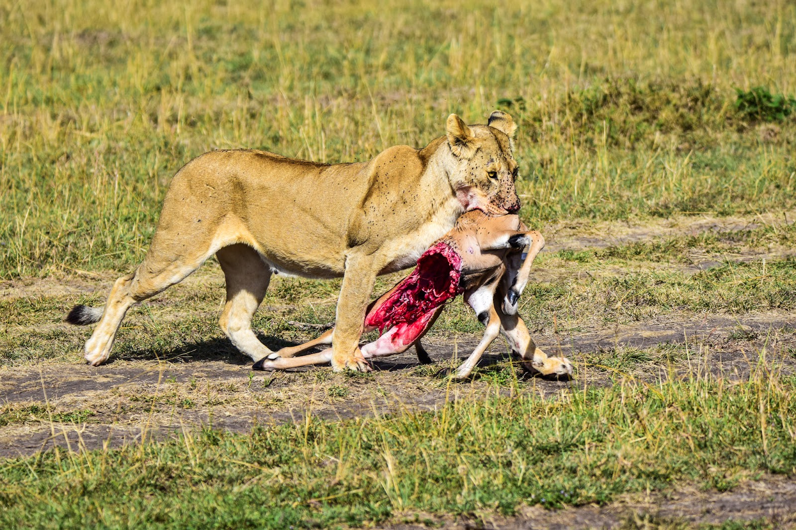 Lioness on a kill in Kenya