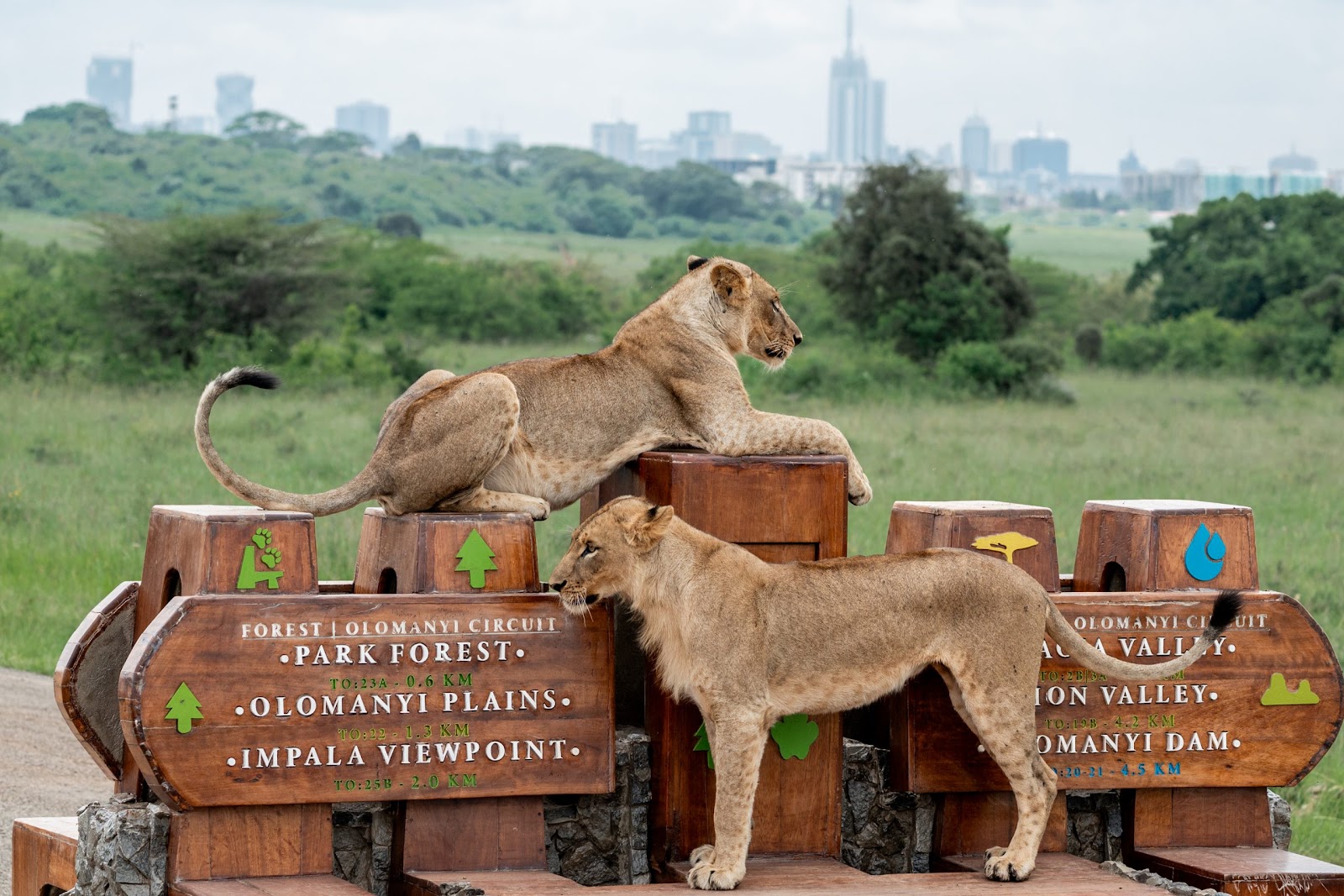 Lions near a park sign in Nairobi National Park
