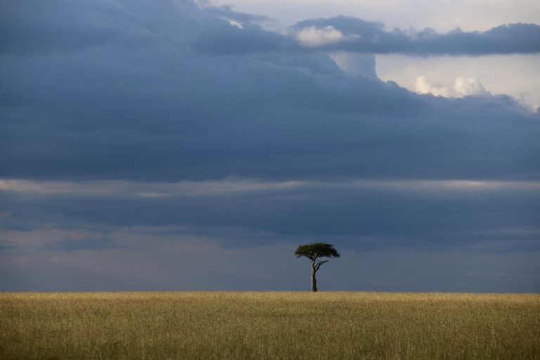 Lone acacia tree under a stormy savannah sky