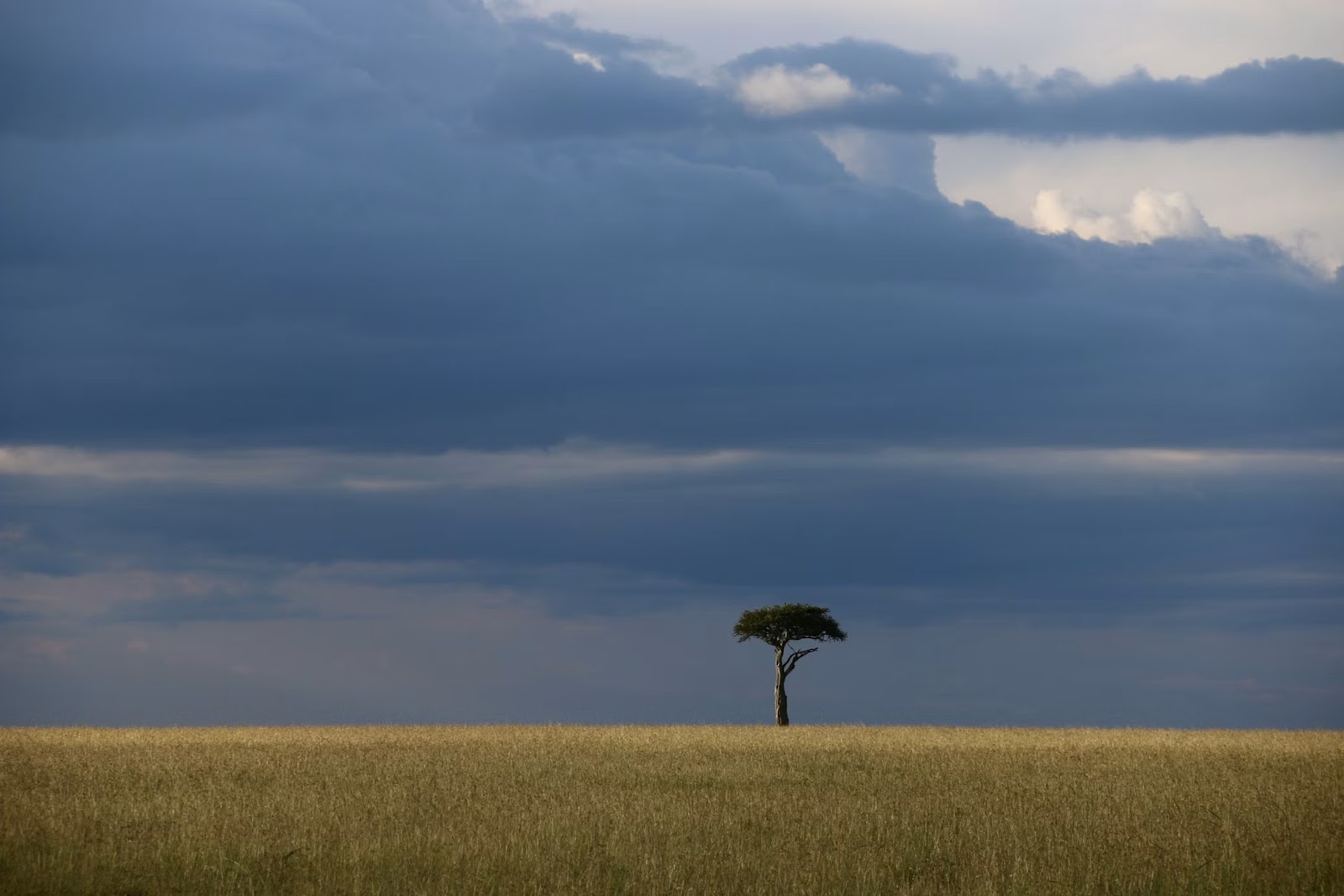 Lone acacia tree under a stormy savannah sky
