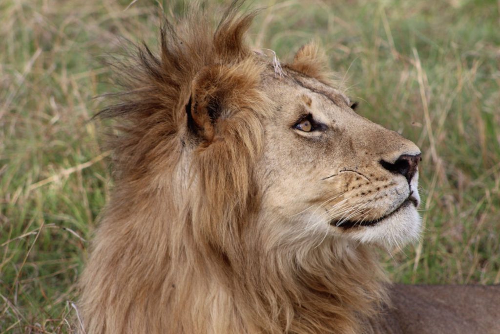 Male lion with a full mane seen on one of our Masai Mara safari packages