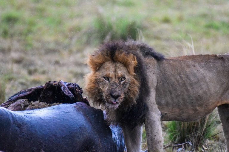 Male lion guarding a buffalo carcass in Masai Mara