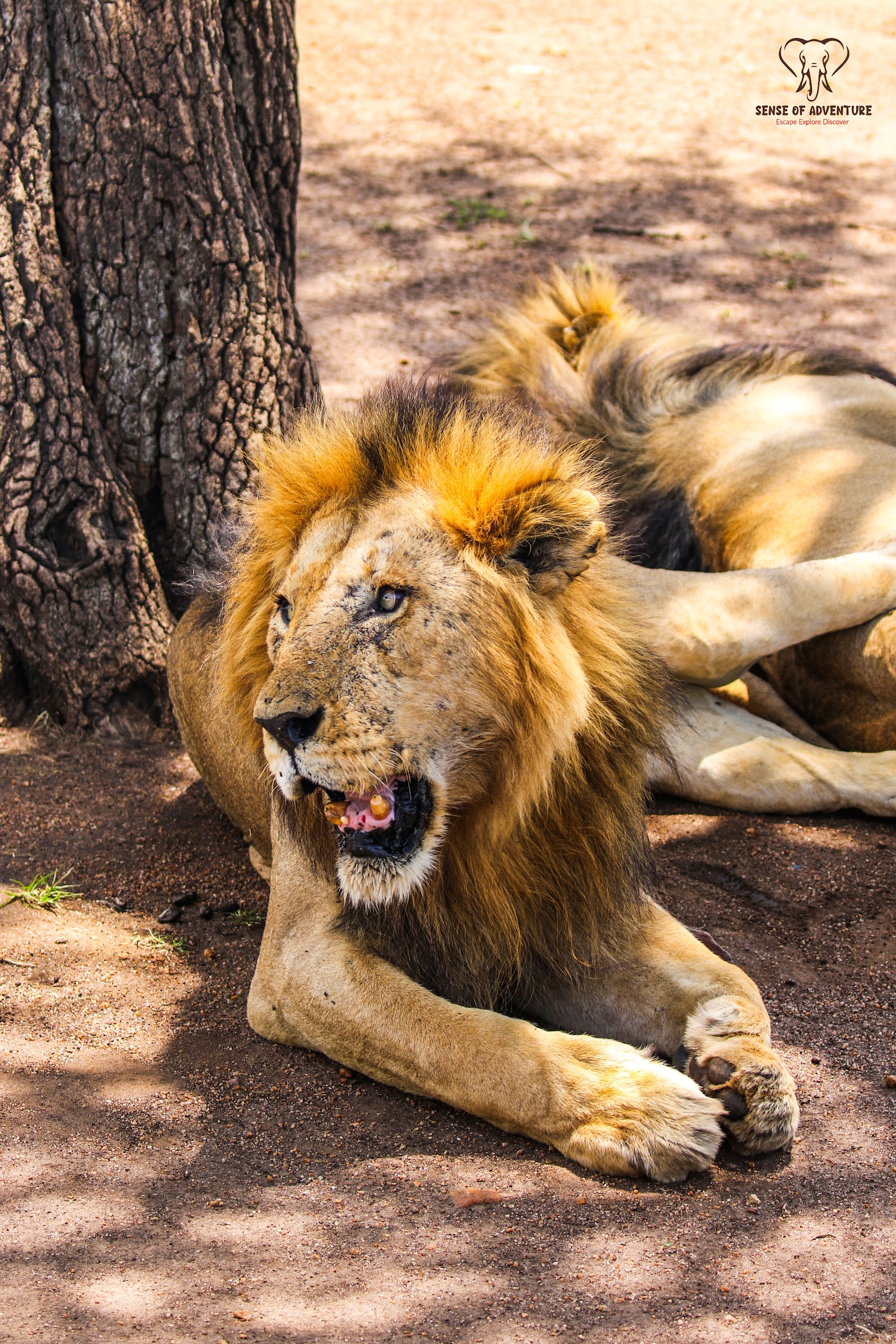 Male lion resting in the shade of a tree