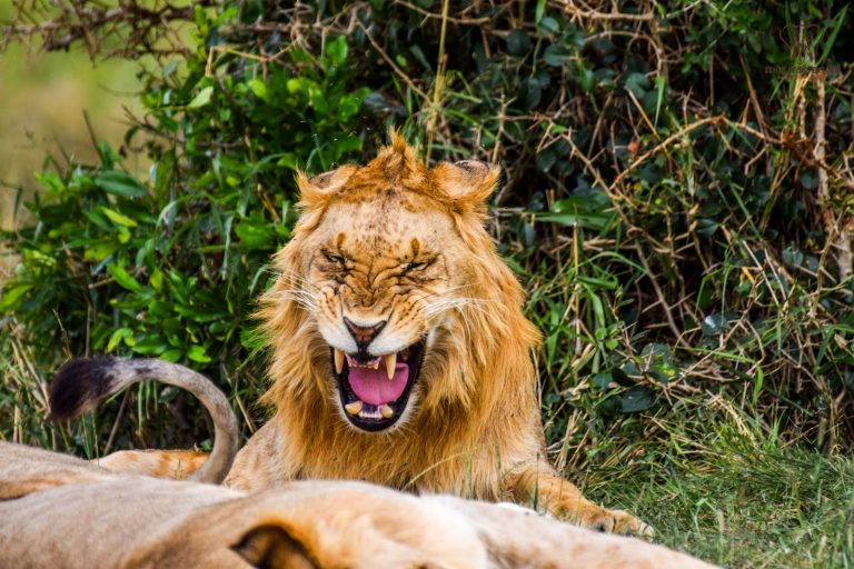 Male lion snarling portrait in Kenya