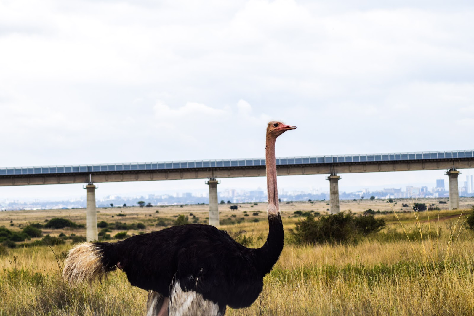 Ostrich in the Nairobi National Park area